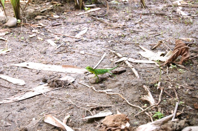DSC_4341.JPG
